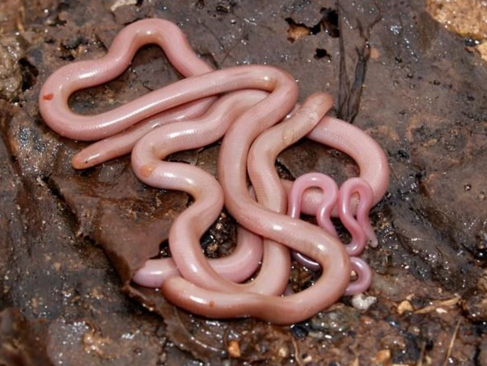 Τυφλίνος (Typhlops vermicularis)
